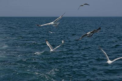 Seagulls flying over sea against clear sky