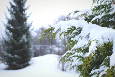 Close-up of trees in forest during winter