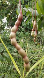 Plant growing on tree