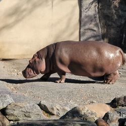 Hippopotamus after swim