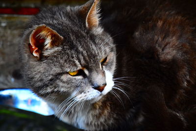 Close-up of an old cat