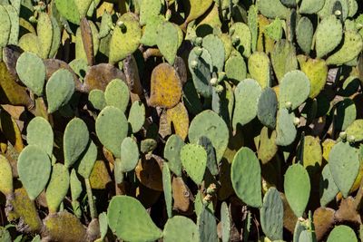 Full frame shot of succulent plant