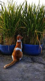 Cat sitting on plant