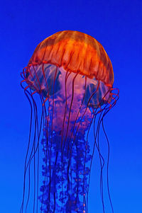 Close-up of jellyfish swimming in sea