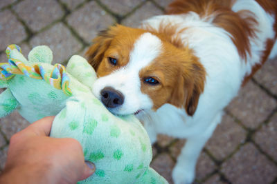 Dog biting stuffed toy held by person