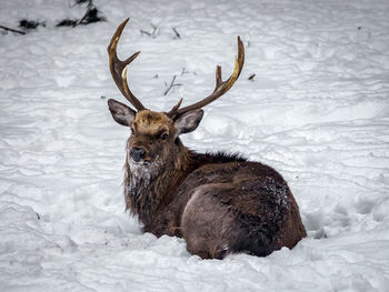 Portrait of a deer on snow