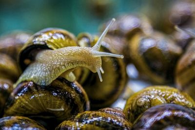 Close-up of snails