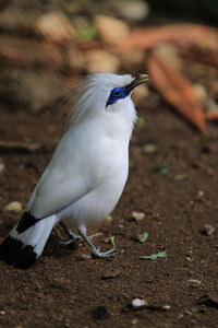 Close-up of bird on land