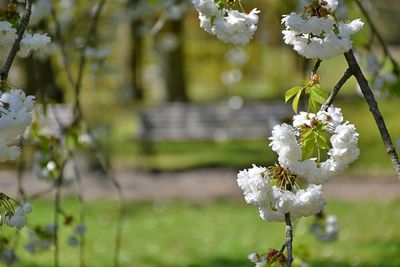 Close-up of white cherry blossom tree