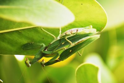 Close-up of insect on leaves