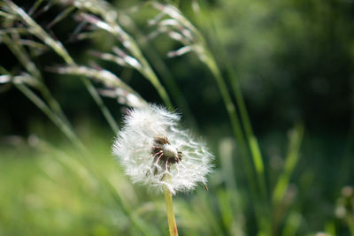 Close-up of dandelion flower