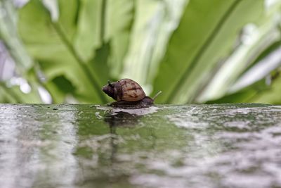 Close-up of snail