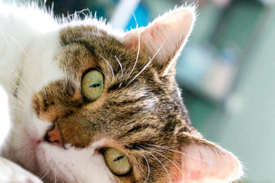 Close-up portrait of cat