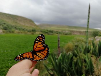 Close-up of hand holding butterfly