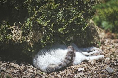 View of trees in forest