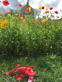Close-up of red poppy flowers in field