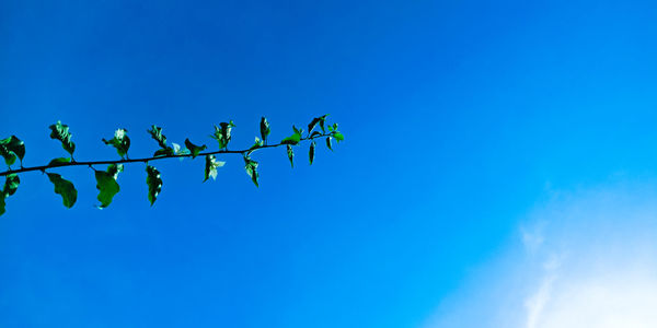 Low angle view of plant against blue sky