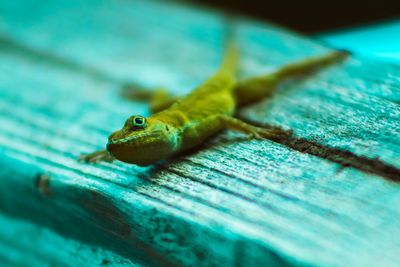 Close-up of lizard on wood