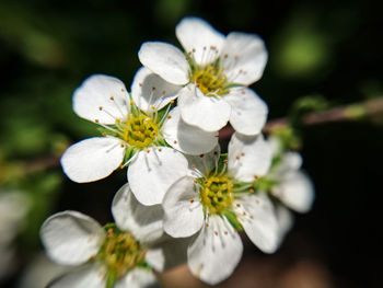 Close-up of white cherry blossoms