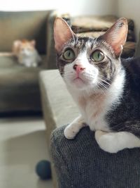 Portrait of cat relaxing at home