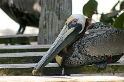 Close-up of birds perching on wooden post