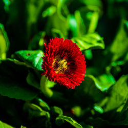 Close-up of red flower