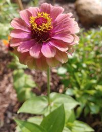 Close-up of pink flowering plant