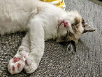 High angle view of a ragdoll cat sleeping