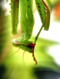 Close-up of insect on leaf