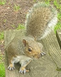animal