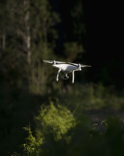 Close-up of drone against plants