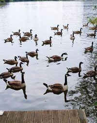 Flock of birds in lake