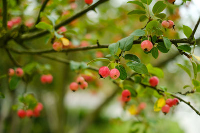 Small paradise apples among the leaves on a tree branch. red apples on tree branch. autumn fruits.