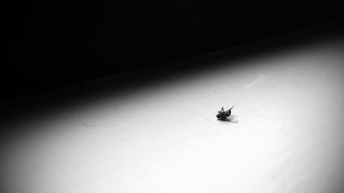 Close-up of insect on wall