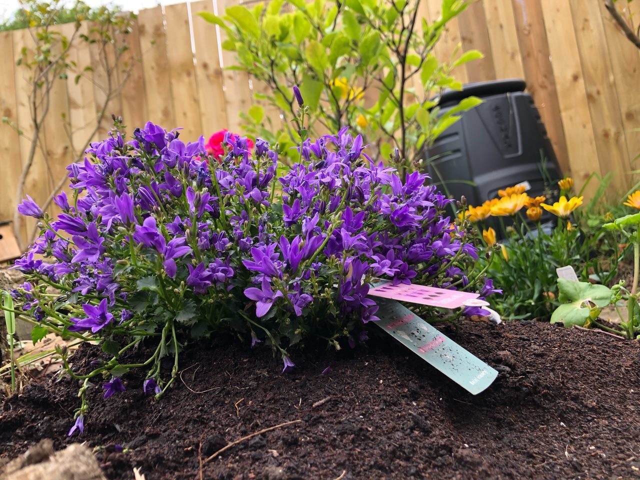 flowering plant, flower, plant, growth, vulnerability, freshness, purple, nature, fragility, beauty in nature, no people, day, front or back yard, close-up, focus on foreground, potted plant, plant part, outdoors, petal, dirt, springtime, gardening, flower pot, flowerbed