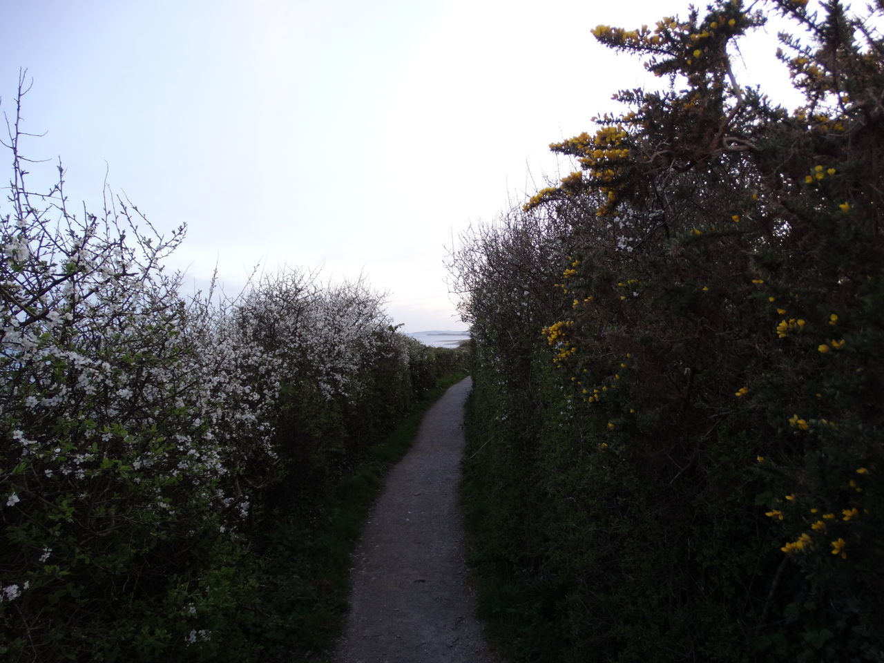 Coast path