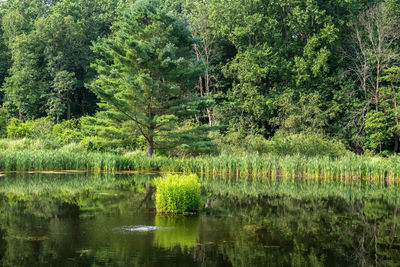 Scenic view of lake in forest