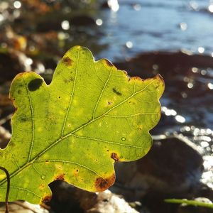 Close-up of leaves