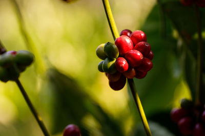 Close-up of red berries growing on plant