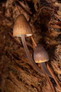 mushroom