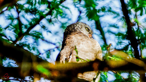 Low angle view of eagle perching on tree