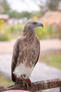 Close-up of eagle perching on railing