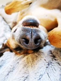 Close-up of dog chilling asleep 