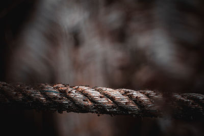 Close-up of ants on rope