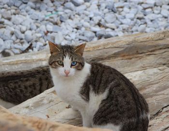 Portrait of cat sitting outdoors