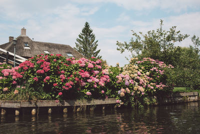 Pink flowering plants by lake against sky