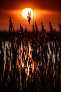 Close-up of silhouette plants against romantic sky at sunset