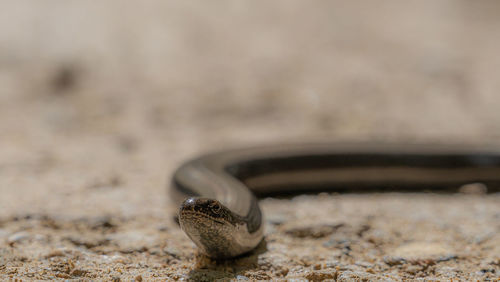 Close-up of shell on sand