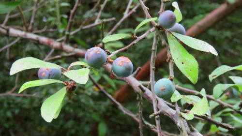 Close-up of berries growing on tree