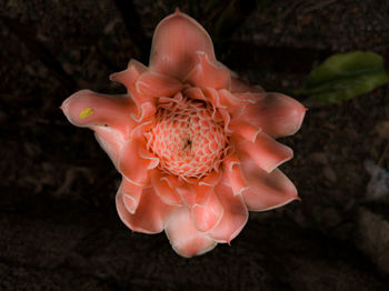 Close-up of pink rose flower